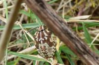 Carpocoris purpureipennis