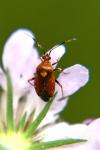 Deraeocoris ruber