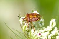 Carpocoris purpureipennis