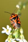 Eurydema ornata