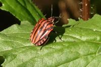 Graphosoma italicum