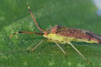Pantilius tunicatus