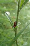 Cercopis vulnerata