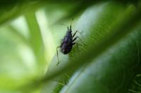 Deraeocoris ruber