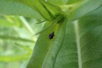 Deraeocoris ruber