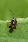 Lygus pratensis