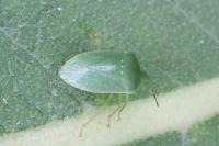Nezara viridula