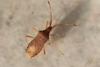 Gonocerus acuteangulatus