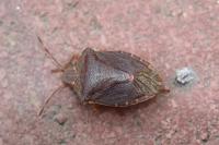 Palomena prasina