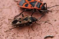 Rhyparochromus vulgaris