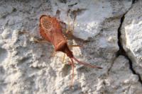Haploprocta sulcicornis