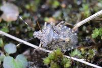 Rhaphigaster nebulosa