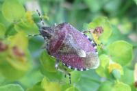 Dolycoris baccarum