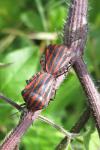 Graphosoma italicum