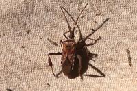 Leptoglossus occidentalis