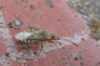 Stictopleurus