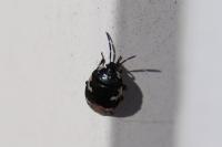 Tritomegas