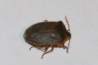 Nezara viridula