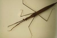 Ranatra linearis