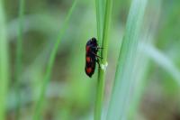 Cercopis vulnerata