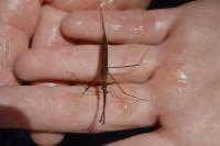 Ranatra linearis