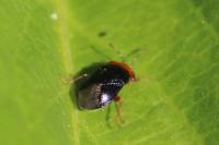 Geocoris erythrocephalus