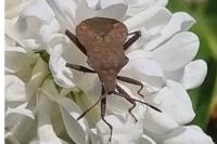 Coreus marginatus