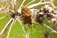 Carpocoris purpureipennis