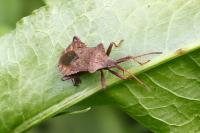 Coreus marginatus