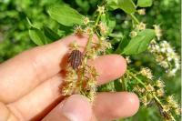 Graphosoma italicum