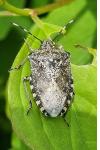 Rhaphigaster nebulosa
