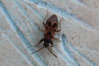 Scolopostethus