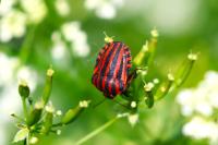 Graphosoma italicum