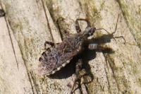 Coranus griseus