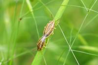 Aelia acuminata
