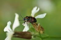 Eurydema oleracea