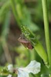 Dolycoris baccarum