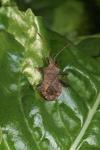 Coreus marginatus