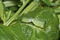 Nezara viridula