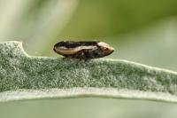 Philaenus spumarius