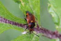 Deraeocoris ruber