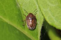 Neottiglossa leporina