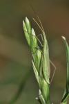 Megaloceroea recticornis