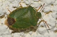 Palomena prasina