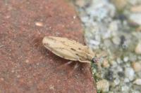 Tingis auriculata
