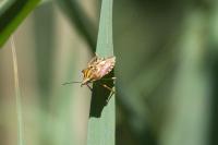 Carpocoris purpureipennis
