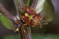 Carpocoris purpureipennis