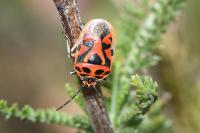 Eurydema ornata