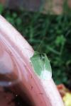Nezara viridula