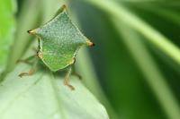 Stictocephala alta